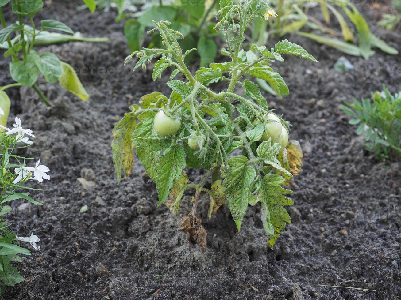 Tomatenpflanze mit grünen Tomaten foto