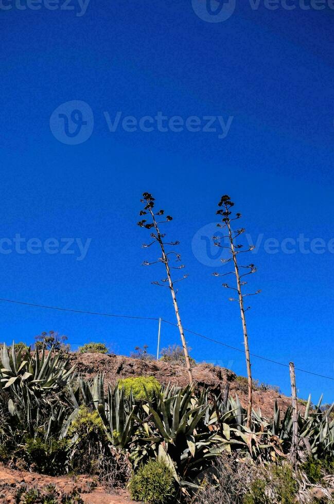 Flora im das Berge foto