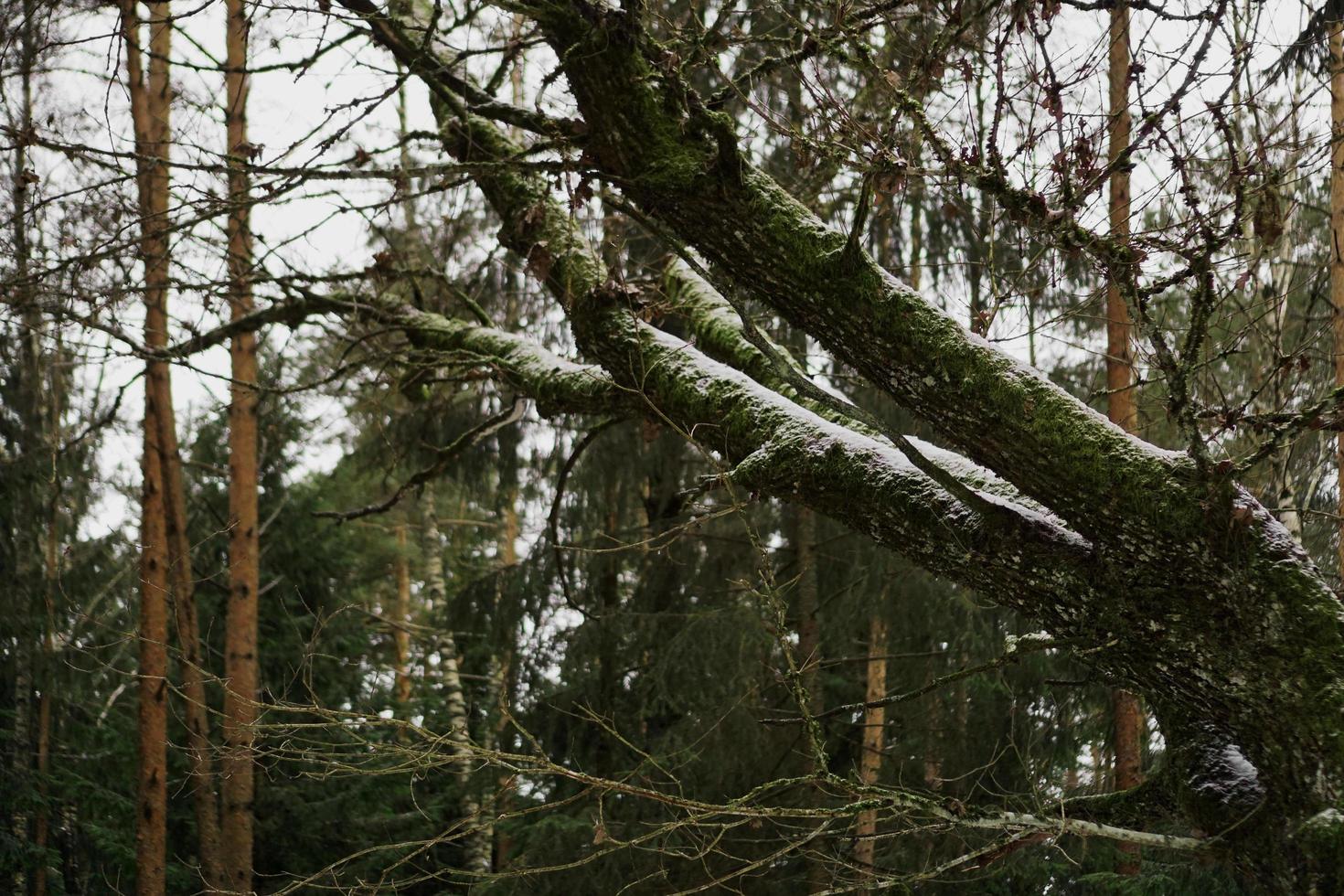 Kiefernwald mit grünen Bäumen im Winter foto