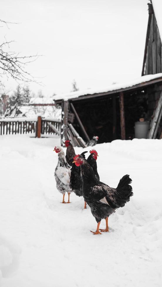 Hähne auf einem Winterhintergrund. foto