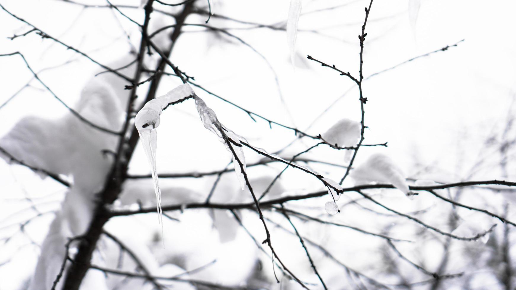 der Zweig ist mit Schnee bedeckt. eine dünne Eisschicht. weiche Ausleuchtung foto