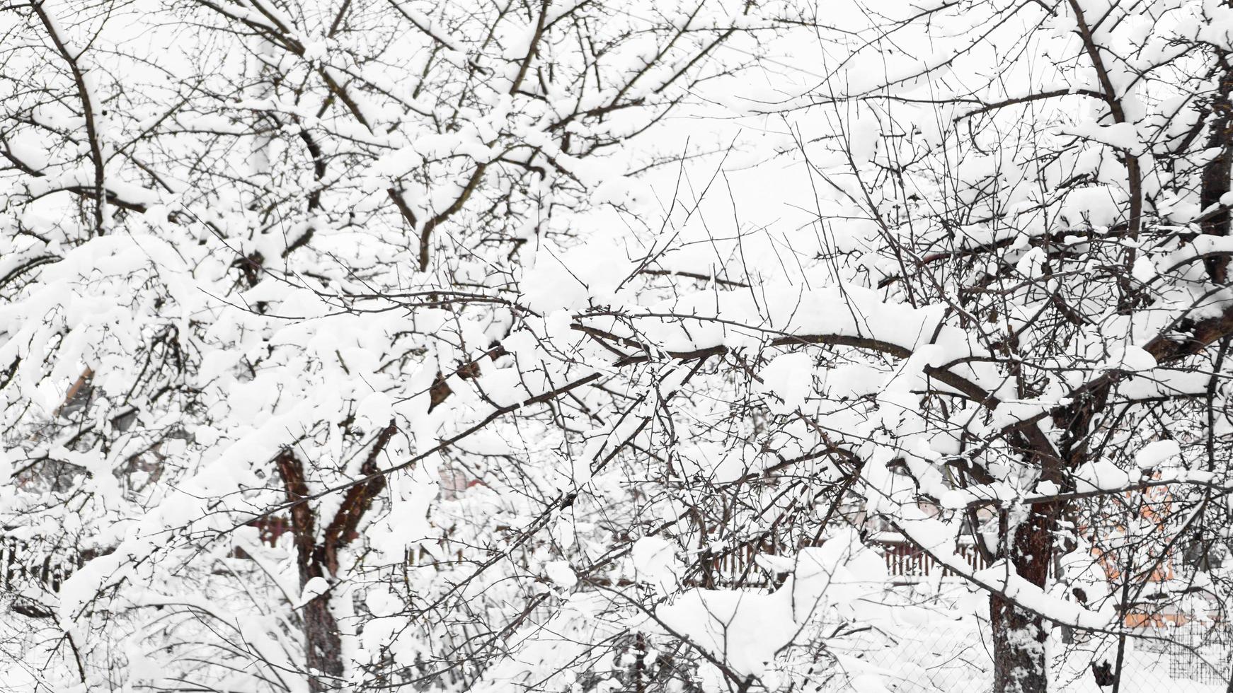 Zweige des jungen Apfelbaums unter Schnee an einem sonnigen, frostigen Morgen foto