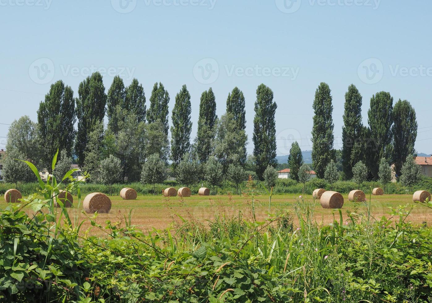 Heuballen im Feld foto