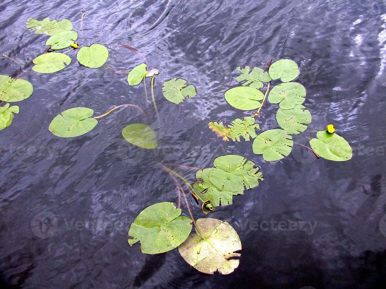 Seerose nimphaea foto