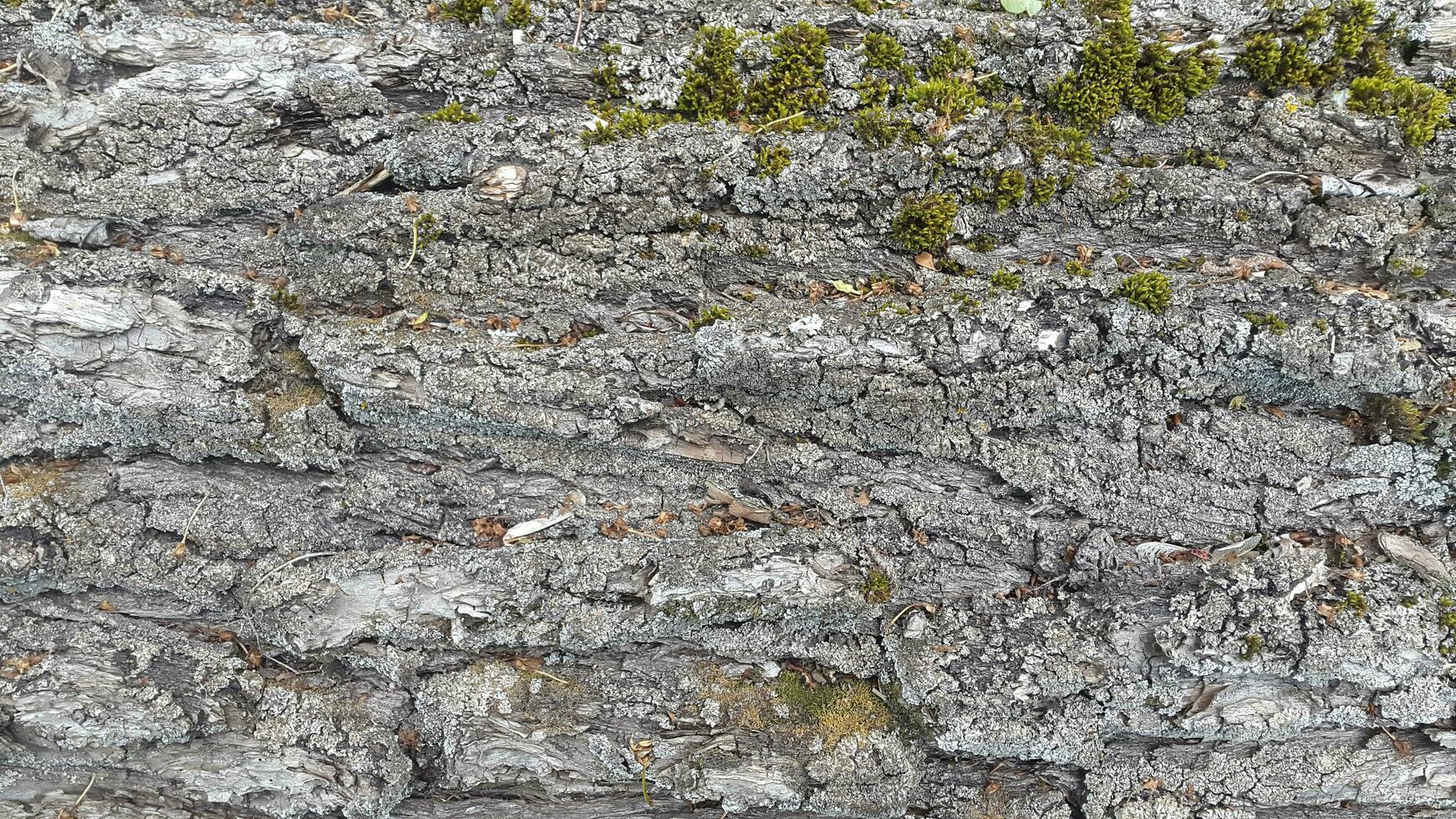 laubabwerfend Baum bellen. Baum Rinde Textur. natürlich Hintergrund von Baum Rinde foto