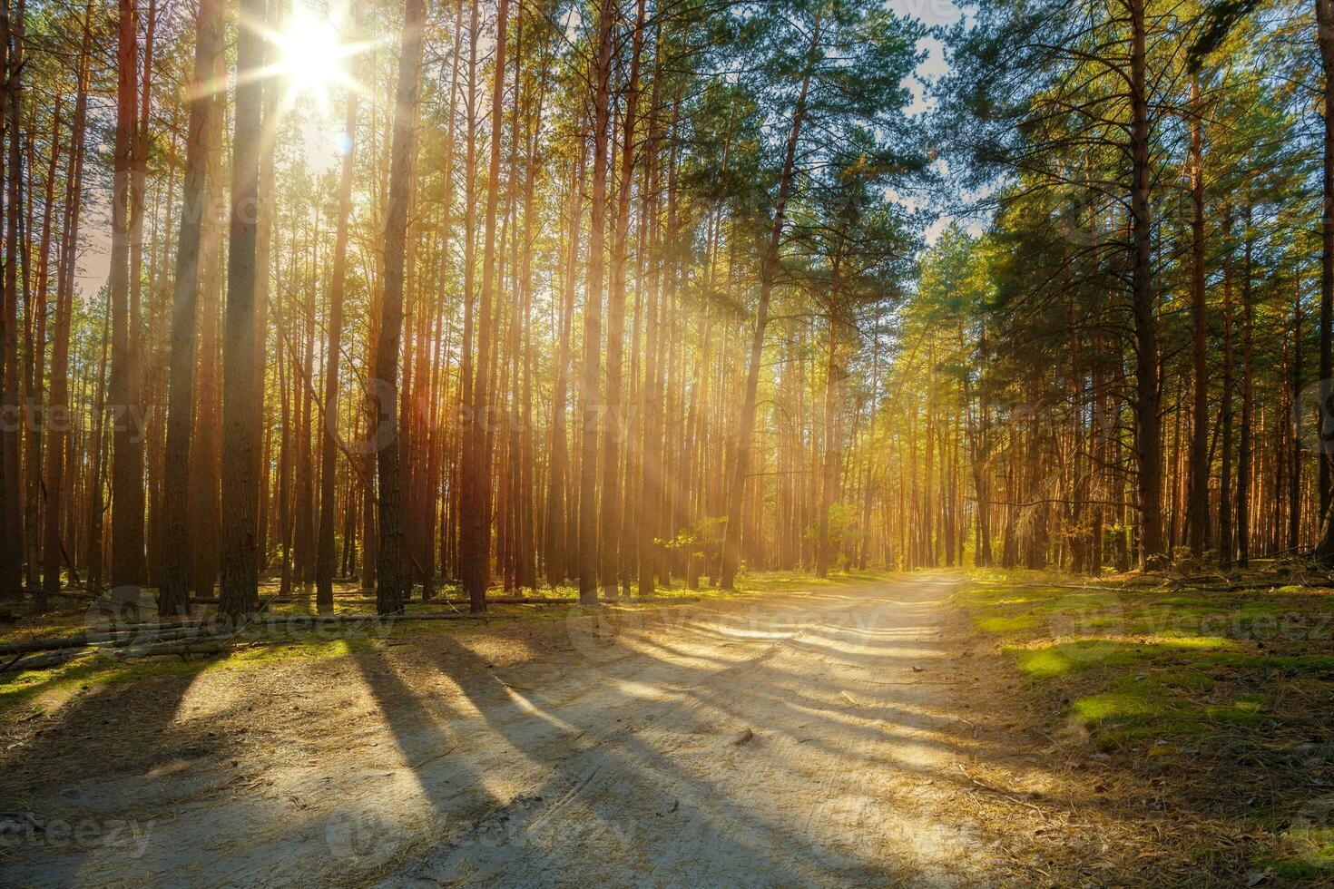 Sonnenstrahlen scheinen durch das Bäume auf zu ein leeren Straße im ein Kiefer Wald. foto