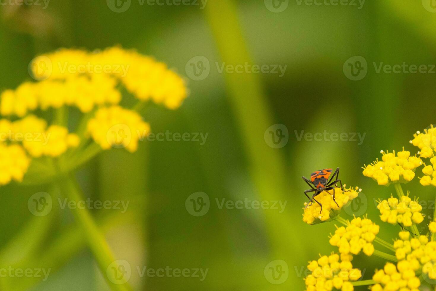 diese falsch Wolfsmilch Fehler war gesehen Hier auf ein golden Alexander Wildblume wann ich dauerte das Bild. er fast scheint zu Sein posieren. diese ist ein Art von Samen Insekt. ich Liebe das rot und schwarz von diese Insekten Körper. foto