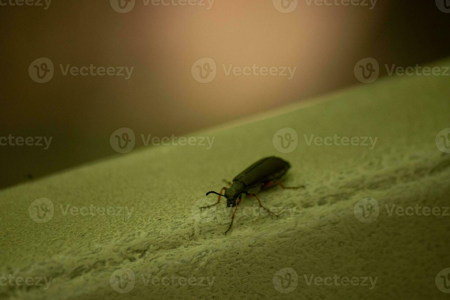 diese süß wenig Blase Käfer Insekt saß Hier auf das Grün Blatt wann ich dauerte diese Bild. das wenig schwarz Zange gegenüber mich mit das groß schwarz Augen. das wenig Haare auf das Beine kleben aus. foto