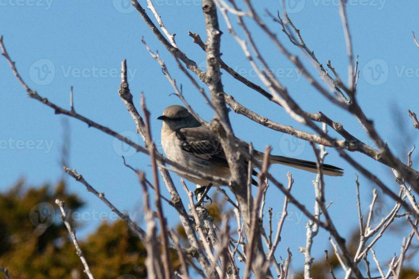 diese süß wenig Spottdrossel saß posieren im das Baum wann ich dauerte das Bild. das Geäst er saß im tat nicht haben irgendein Blätter zu ausblenden ihn. das Winter Jahreszeit ist gerade Ende und Frühling ist ankommen. foto