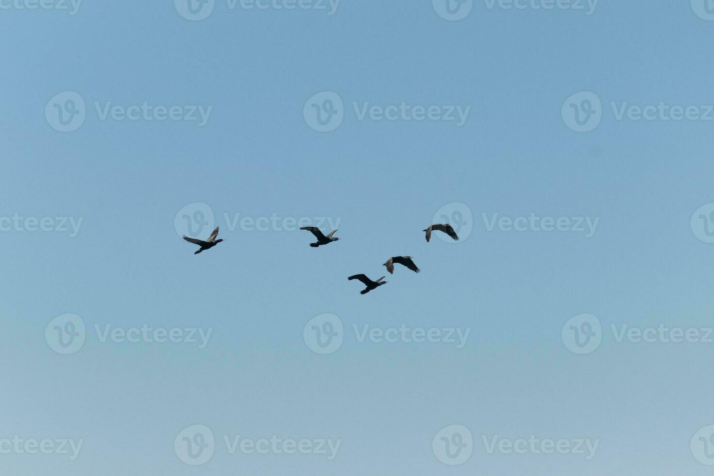 diese doppelkammig Kormorane sind gesehen Hier fliegend im ein v Formation mögen Gänse würde. diese Watvögel bleibe zusammen und aussehen zum Essen das Ozean bringt In. das klar Blau Himmel können Sein gesehen hinter. foto