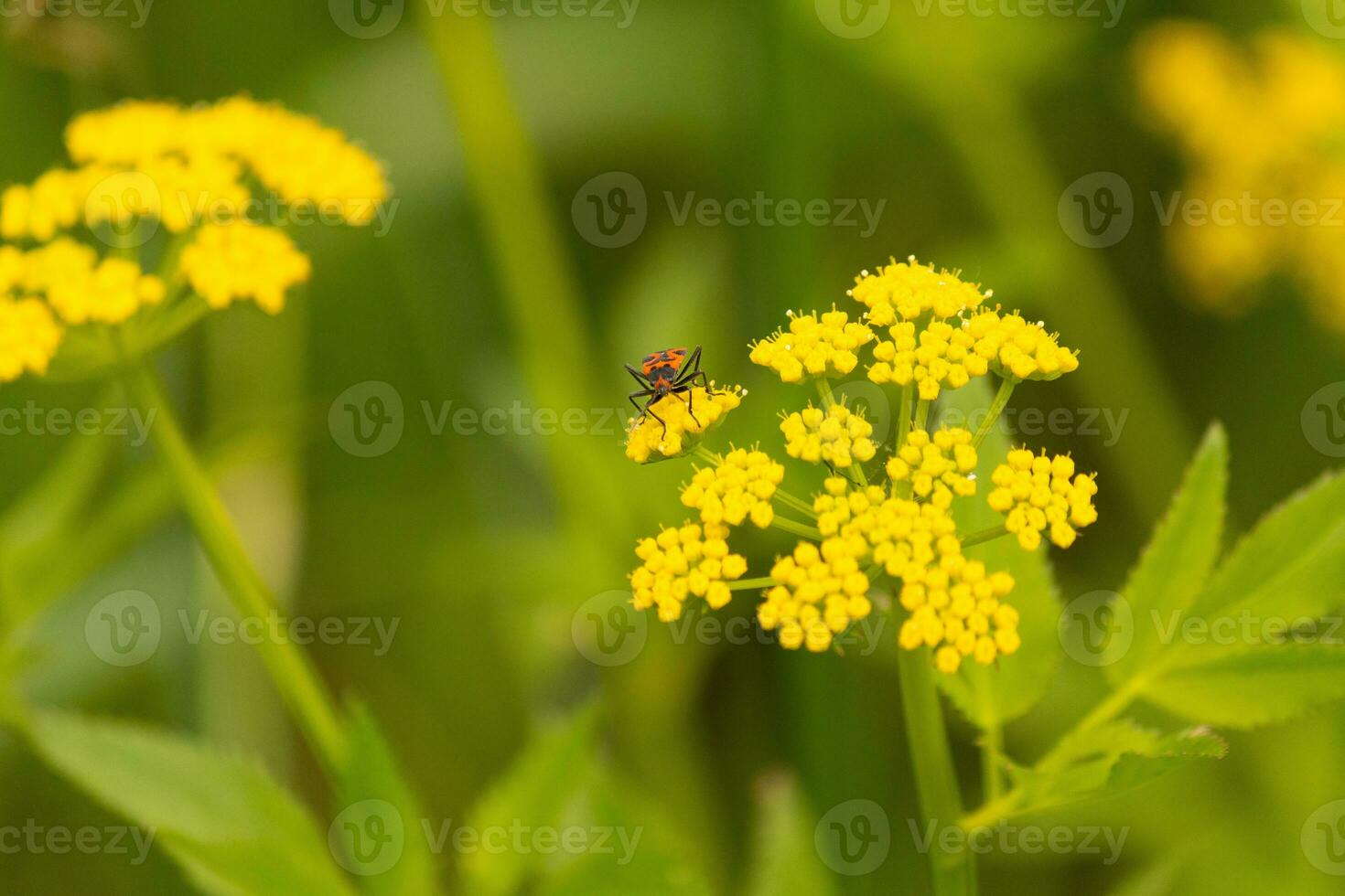 diese falsch Wolfsmilch Fehler war gesehen Hier auf ein golden Alexander Wildblume wann ich dauerte das Bild. er fast scheint zu Sein posieren. diese ist ein Art von Samen Insekt. ich Liebe das rot und schwarz von diese Insekten Körper. foto