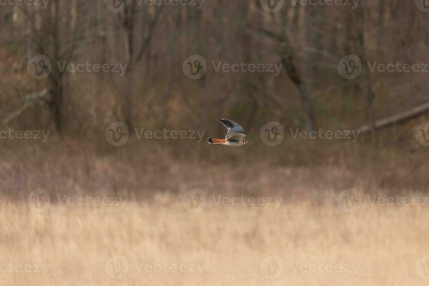 Turmfalke fliegend über ein Feld. diese Vogel, ebenfalls bekannt wie ein Spatz Falke ist das kleinste Falke. das ziemlich Orange und Blau von das Gefieder steht aus unter das braun Laub abbilden das fallen Jahreszeit. foto