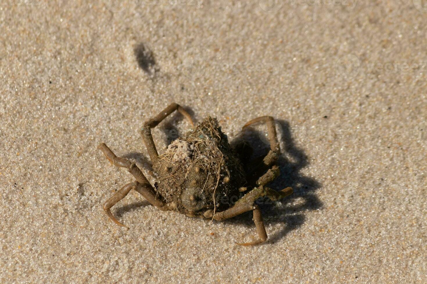 diese süß wenig Spinne Krabbe war gewaschen oben auf das Strand wann ich dauerte das Bild. Bits von Sand stecken auf seine Körper. ein wenig bisschen von Trümmer stecken auf seine Kopf. diese Kreatur war links gestrandet durch das Surfen. foto