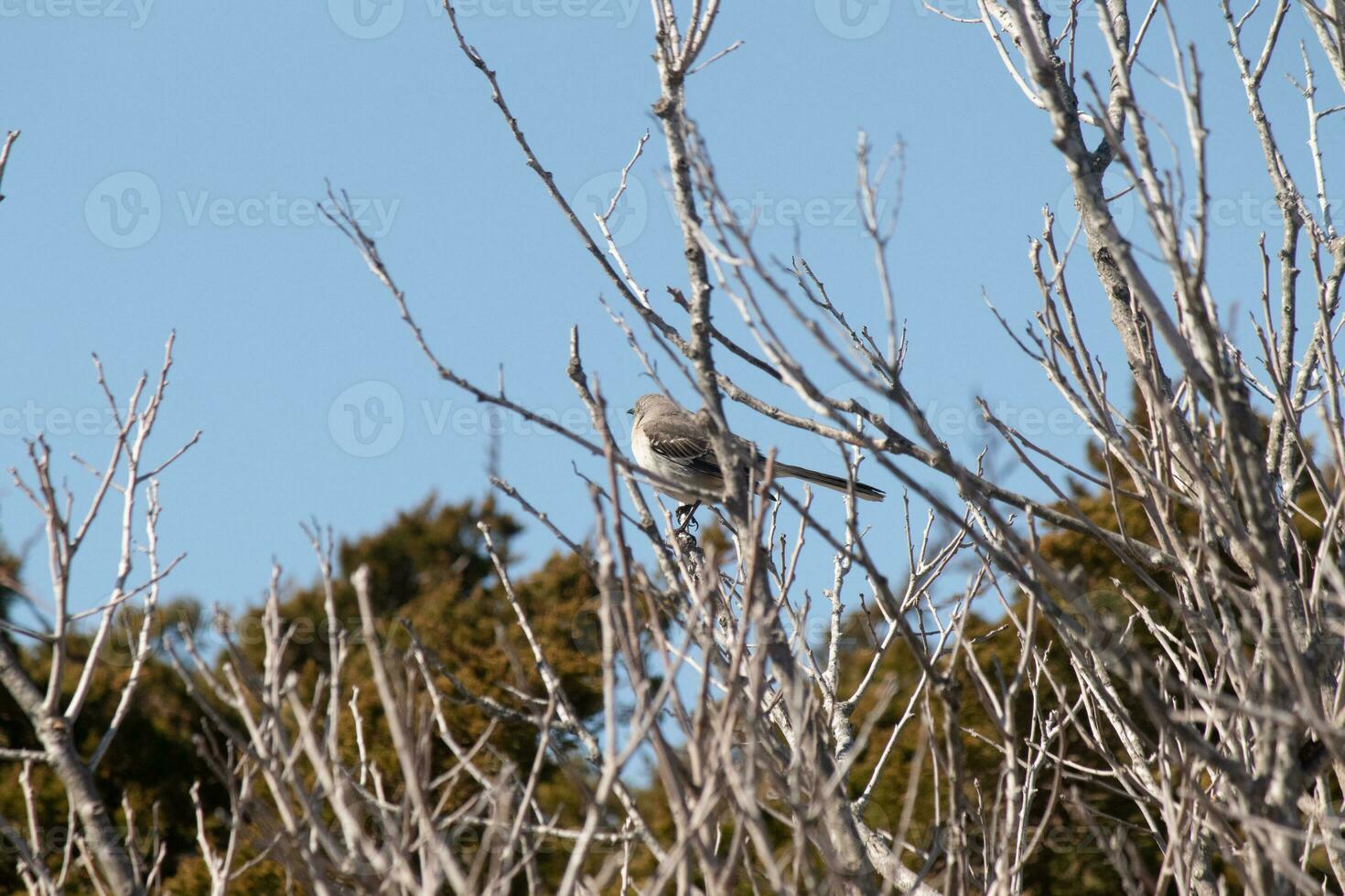 diese süß wenig Spottdrossel saß posieren im das Baum wann ich dauerte das Bild. das Geäst er saß im tat nicht haben irgendein Blätter zu ausblenden ihn. das Winter Jahreszeit ist gerade Ende und Frühling ist ankommen. foto