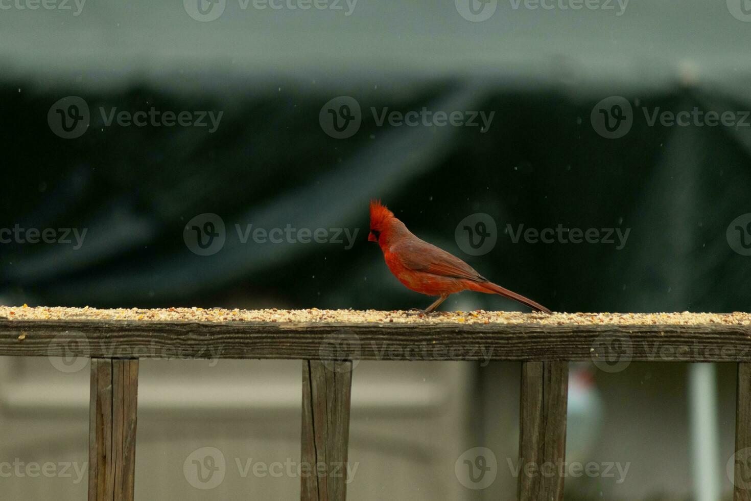 diese schön männlich Kardinal kam aus zu das Geländer von das Deck zum etwas Vogelfutter. das ziemlich Vogel Ich würde ein hell rot Farbe und fast erinnert Sie von Weihnachten. das wenig schwarz Maske steht aus. foto