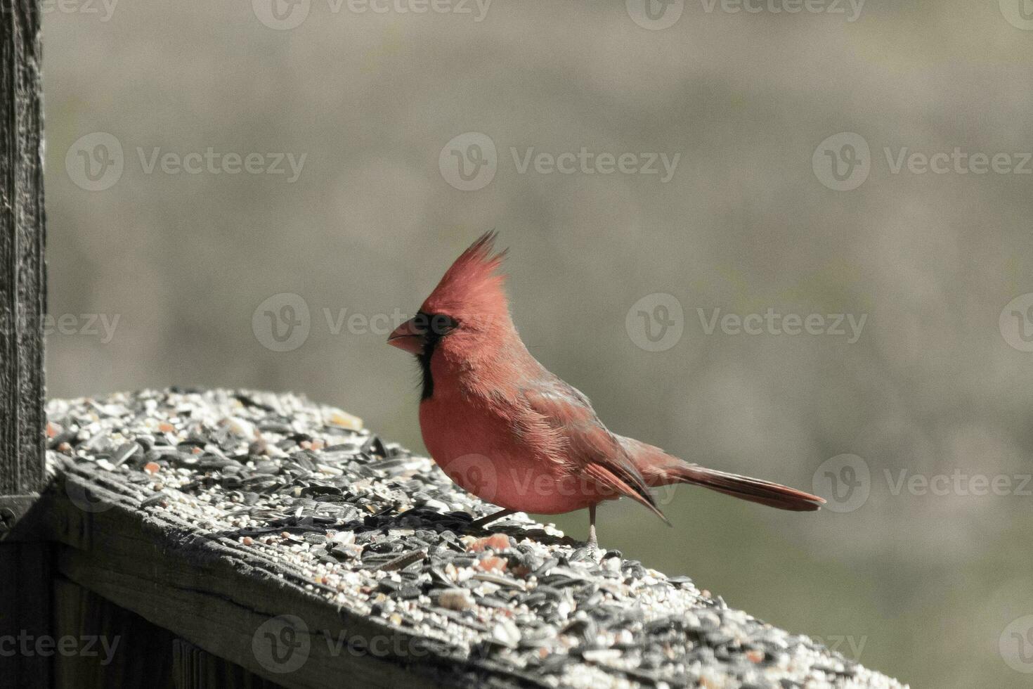 diese schön rot Kardinal kam aus zu das braun hölzern Geländer von das Deck zum Lebensmittel. seine schön Mohawk Stehen Gerade oben mit seine schwarz Maske. diese wenig Vogel ist umgeben durch Vogelfutter. foto