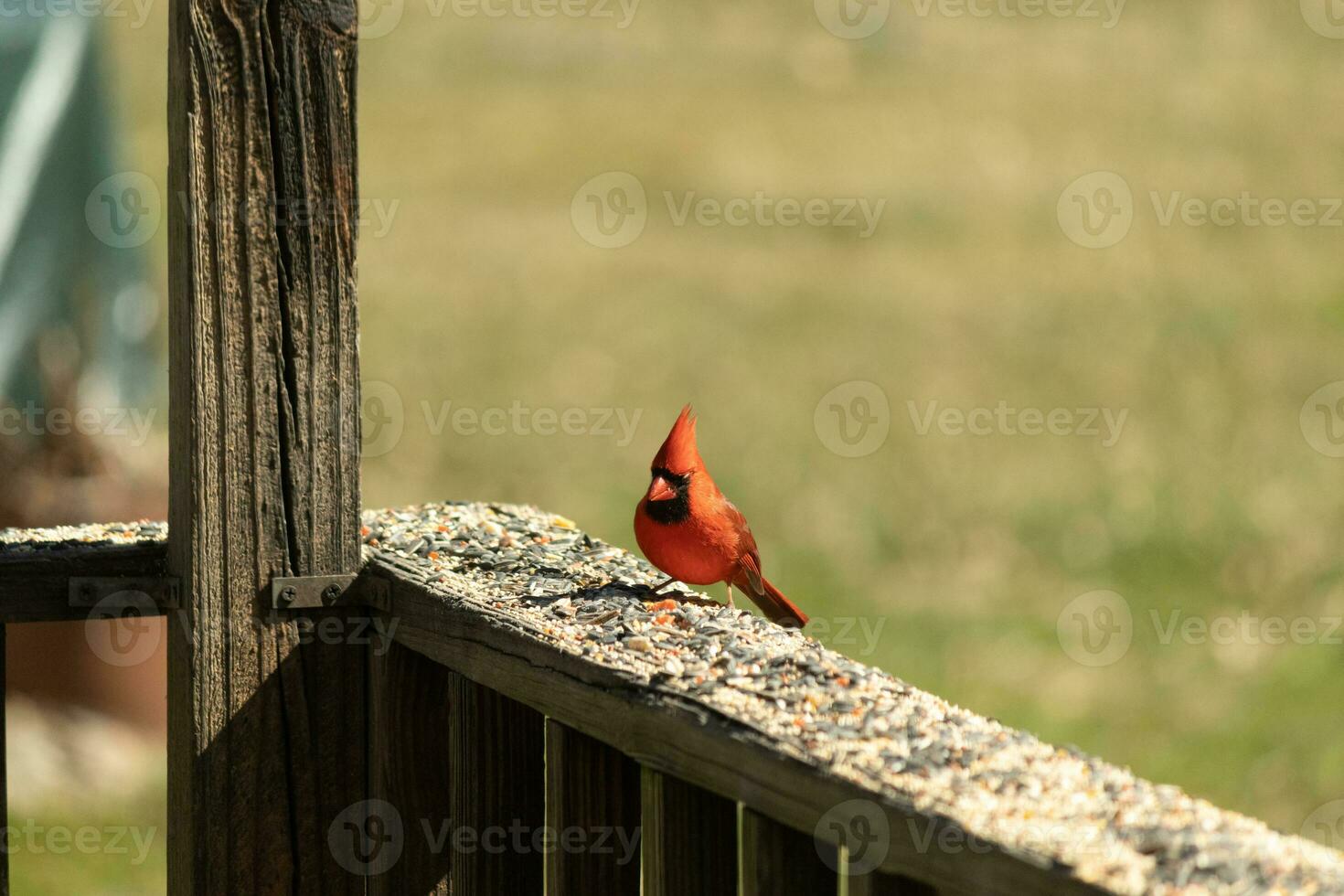 diese schön rot Kardinal kam aus zu das braun hölzern Geländer von das Deck zum Lebensmittel. seine schön Mohawk Stehen Gerade oben mit seine schwarz Maske. diese wenig Vogel ist umgeben durch Vogelfutter. foto