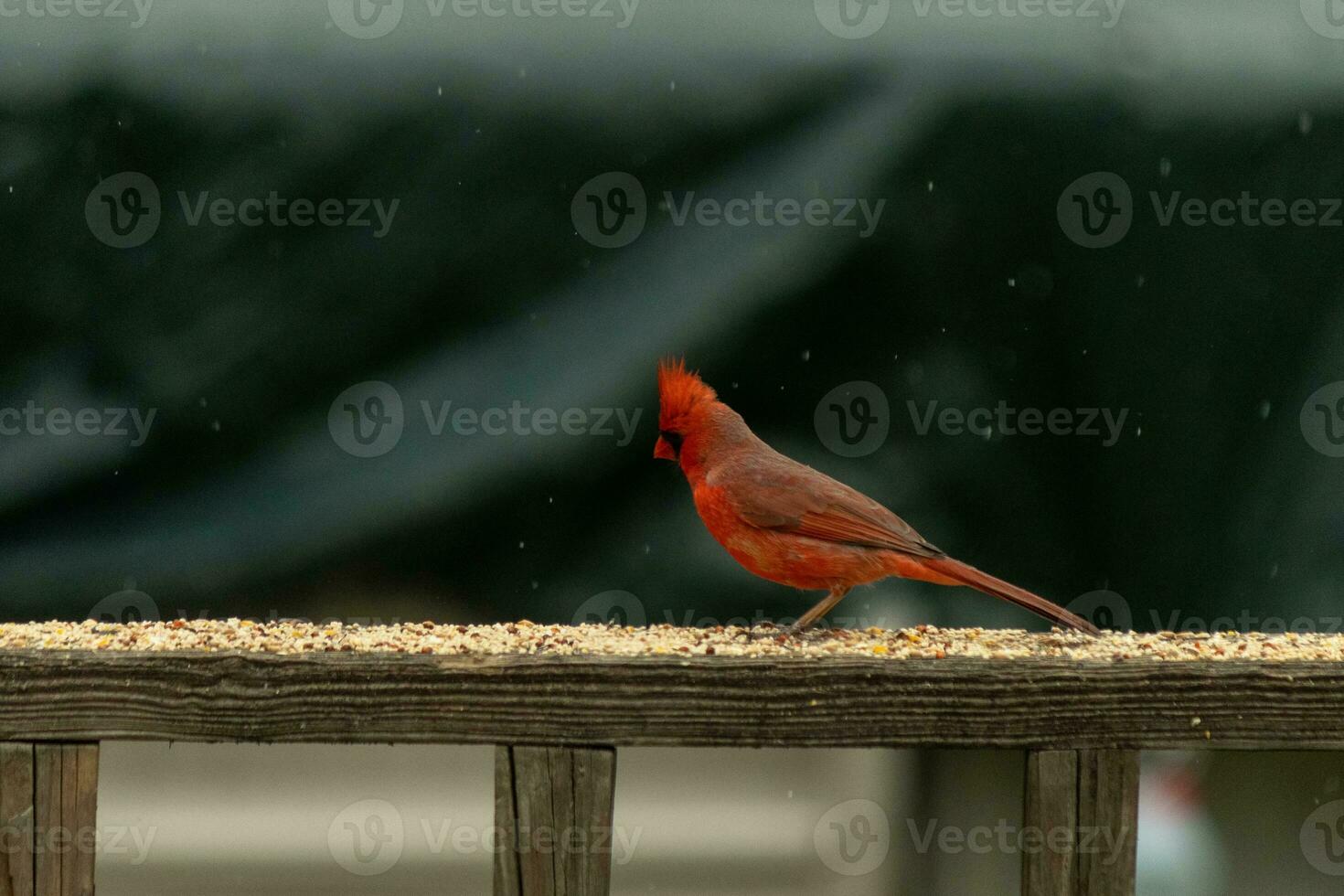 diese schön männlich Kardinal kam aus zu das Geländer von das Deck zum etwas Vogelfutter. das ziemlich Vogel Ich würde ein hell rot Farbe und fast erinnert Sie von Weihnachten. das wenig schwarz Maske steht aus. foto