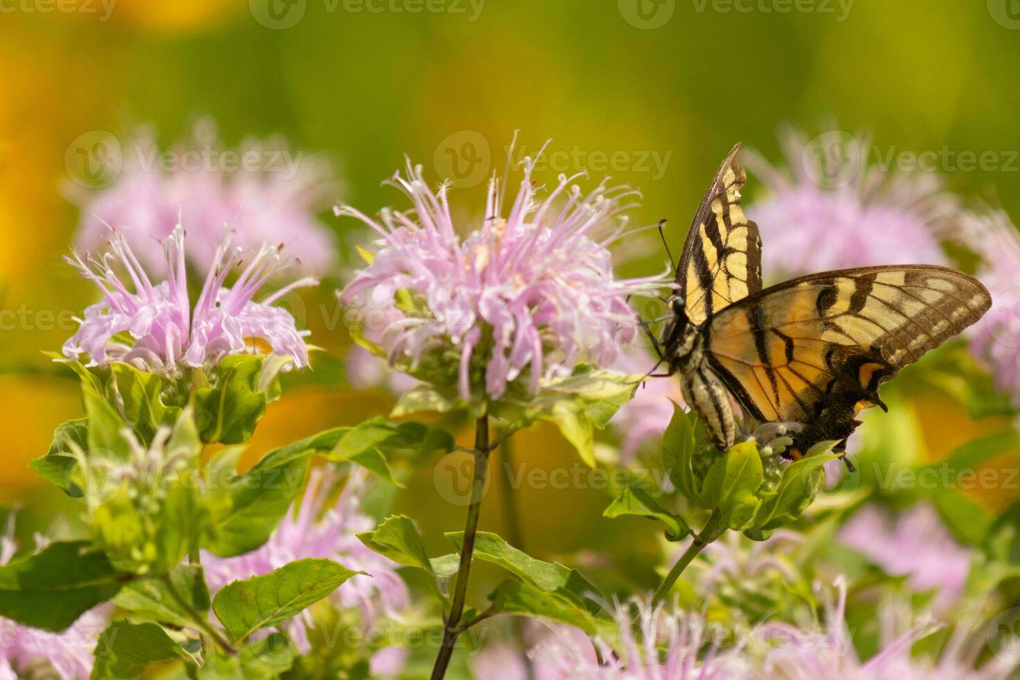Schmetterling Kommen aus in das Wildblume Feld zum etwas Nektar. das östlichen Tiger Schwalbenschwanz hat ihr schön schwarz und Gelb Flügel gedehnt aus. ihr Beine halten auf zu ein wild Bergamotte Blume. foto