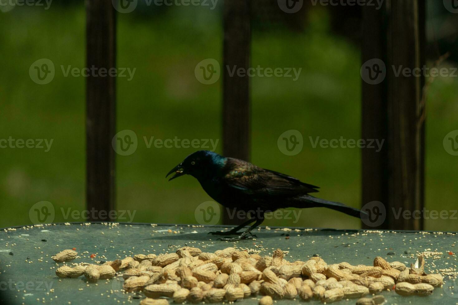 diese ziemlich grackle Vogel kam zu das Glas Tabelle zum etwas Erdnüsse. ich Liebe diese Vogel glänzend Gefieder mit Blau und lila manchmal gesehen im das Gefieder. das bedrohlich Gelb Augen scheinen zu glühen. foto