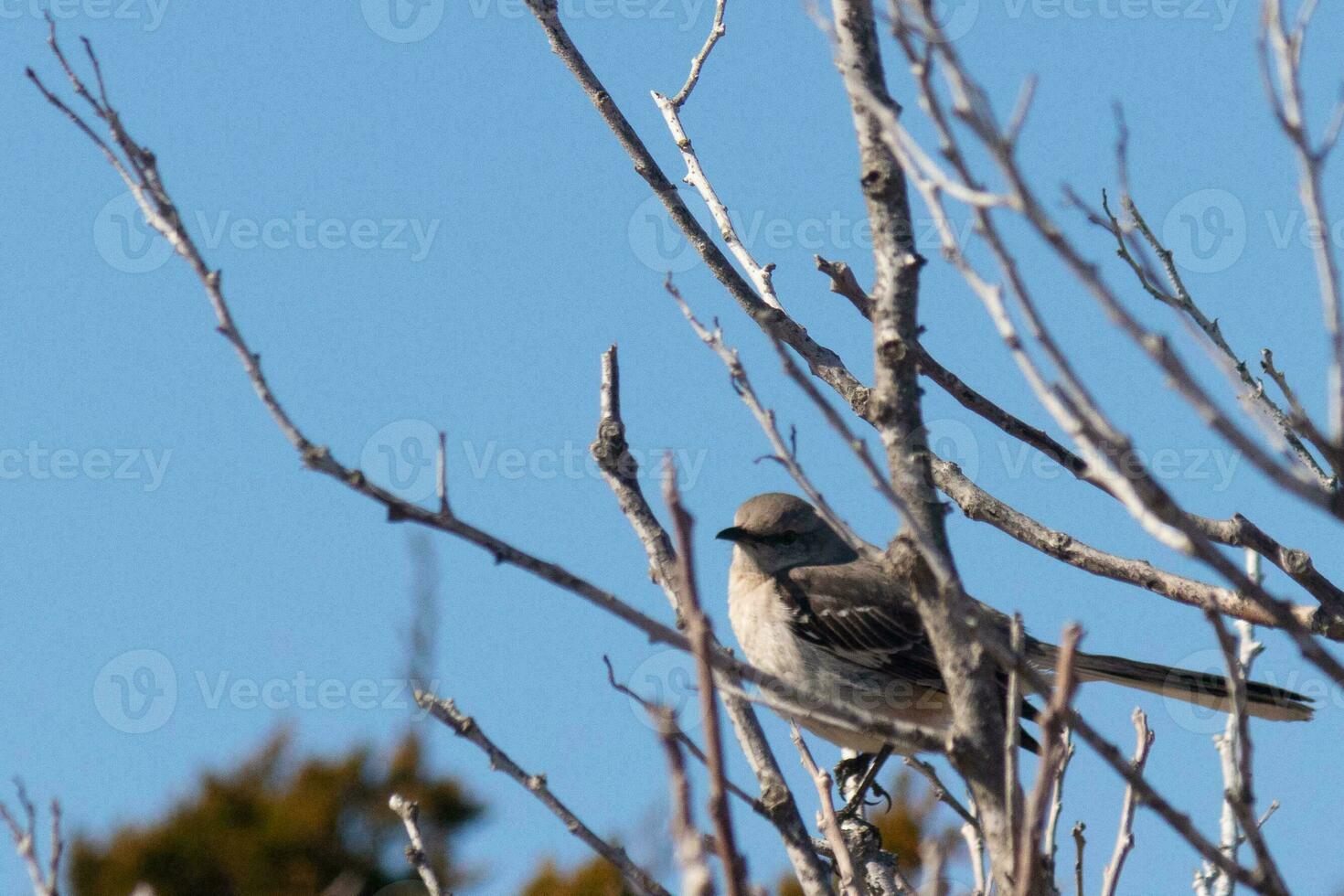 diese süß wenig Spottdrossel saß posieren im das Baum wann ich dauerte das Bild. das Geäst er saß im tat nicht haben irgendein Blätter zu ausblenden ihn. das Winter Jahreszeit ist gerade Ende und Frühling ist ankommen. foto