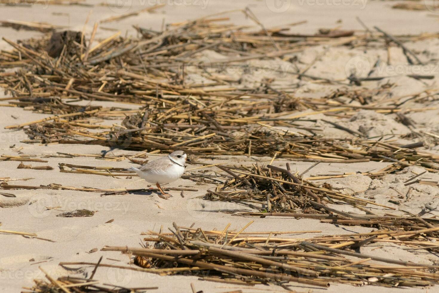 diese süß wenig Rohrleitungen Regenpfeifer war gesehen Hier auf das Strand wann ich dauerte diese Bild. diese Watvogel ist damit winzig und sucht das Sand zum Essen gewaschen oben durch das Surfen. ich Liebe das Ring um seine Nacken. foto