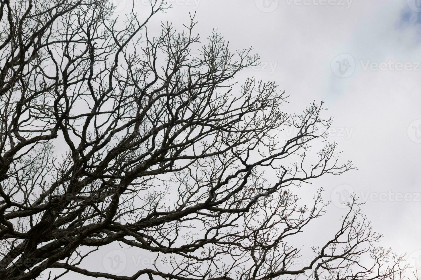 nackt Geäst von ein Baum erreichen aus. das lange Glieder sind ohne Blätter fällig zu das fallen Jahreszeit. suchen mögen Tentakeln oder ein Skelett- Struktur. das grau Himmel können Sein gesehen im das zurück mit Weiß Wolken. foto