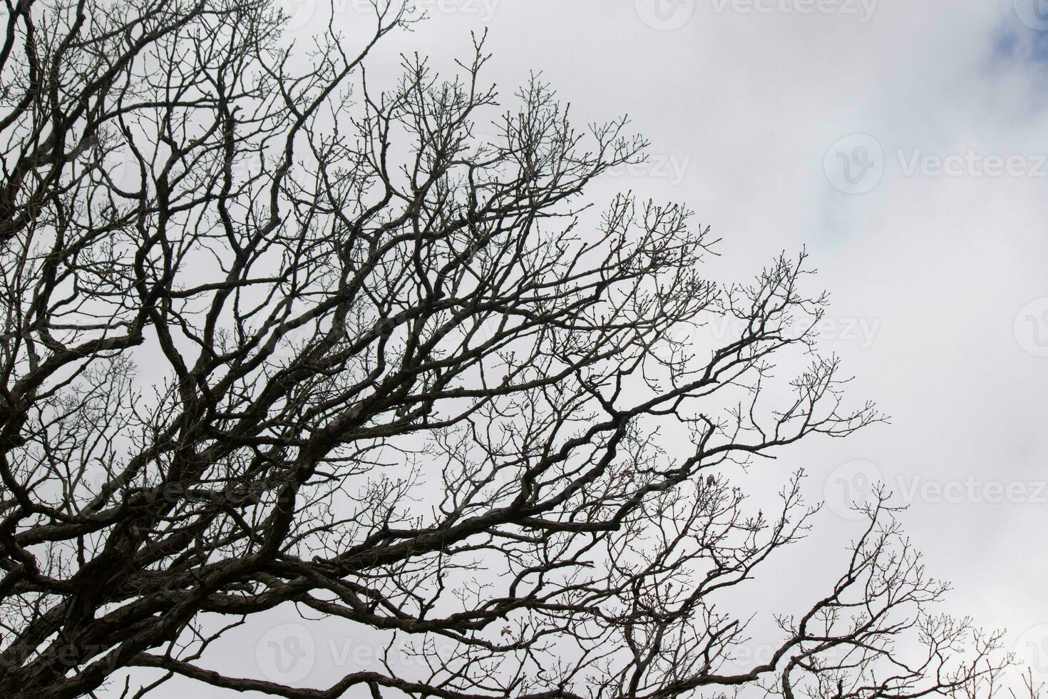 nackt Geäst von ein Baum erreichen aus. das lange Glieder sind ohne Blätter fällig zu das fallen Jahreszeit. suchen mögen Tentakeln oder ein Skelett- Struktur. das grau Himmel können Sein gesehen im das zurück mit Weiß Wolken. foto