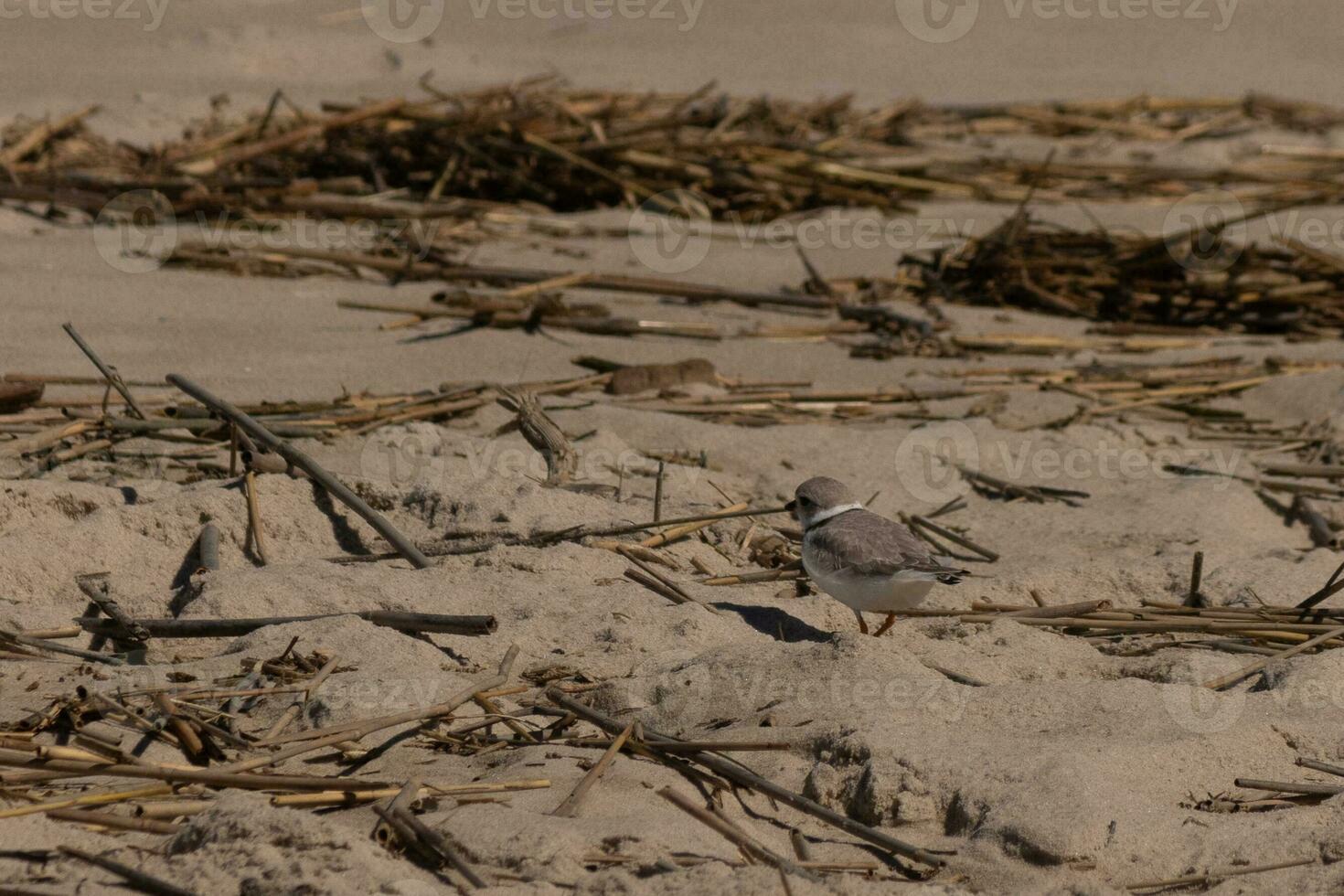 diese süß wenig Rohrleitungen Regenpfeifer war gesehen Hier auf das Strand wann ich dauerte diese Bild. diese Watvogel ist damit winzig und sucht das Strand zum Essen gewaschen oben durch das Surfen. ich Liebe das Ring um seine Nacken. foto