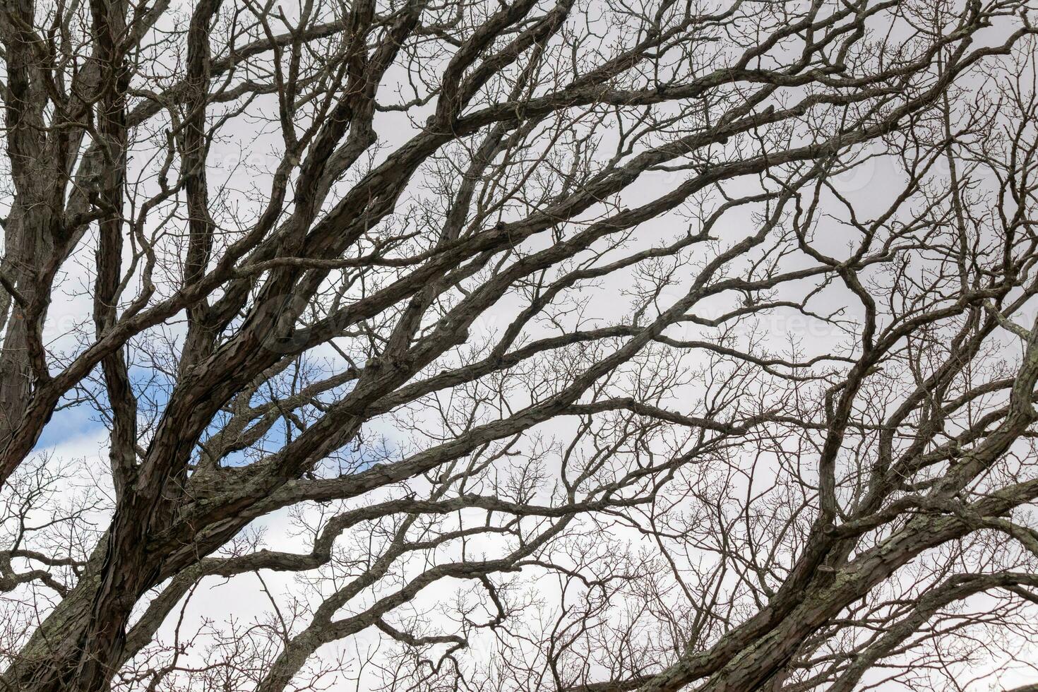 nackt Geäst von ein Baum erreichen aus. das lange Glieder sind ohne Blätter fällig zu das fallen Jahreszeit. suchen mögen Tentakeln oder ein Skelett- Struktur. das Blau Himmel können Sein gesehen im das zurück mit Weiß Wolken. foto
