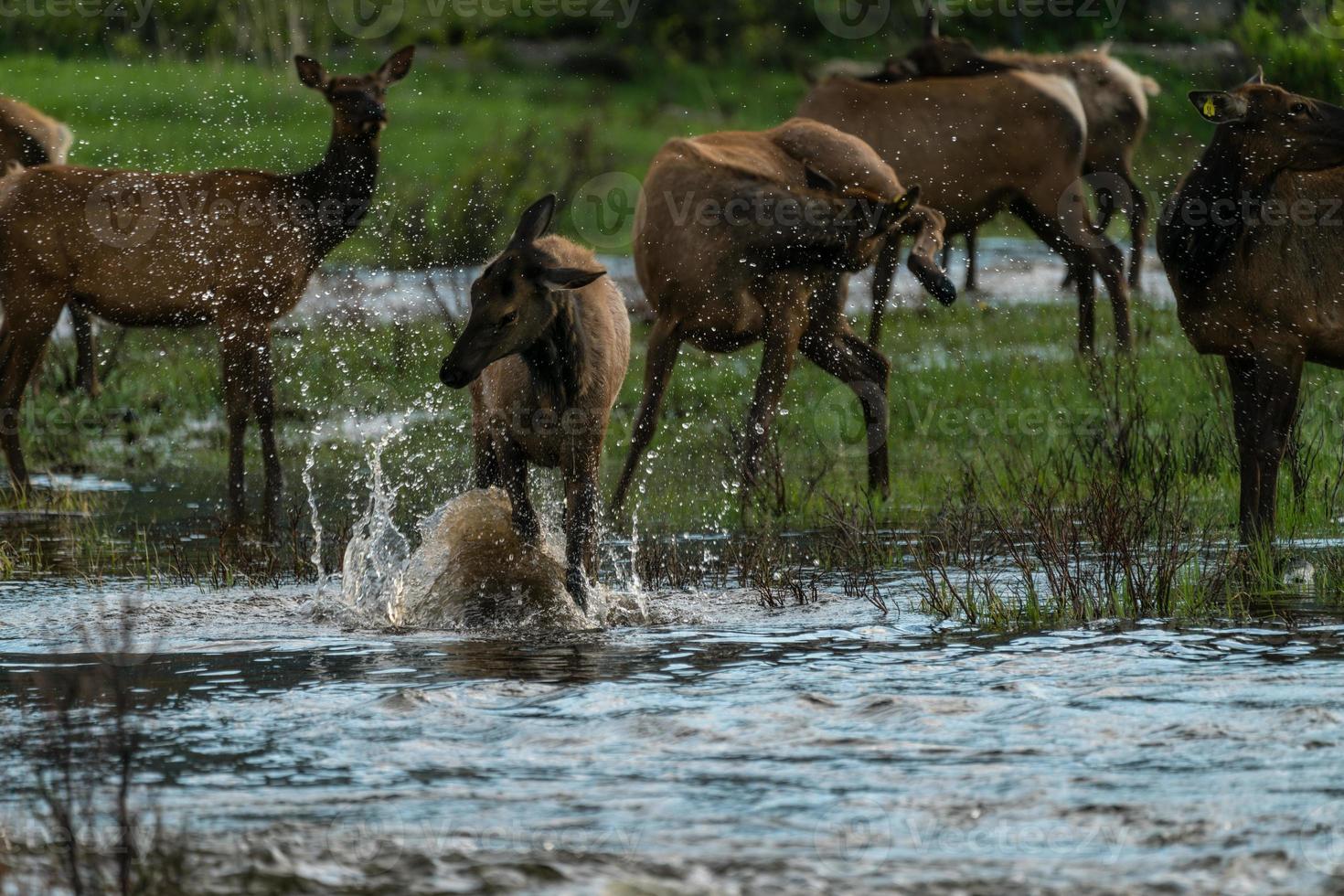 Elch im Fluss planschen foto