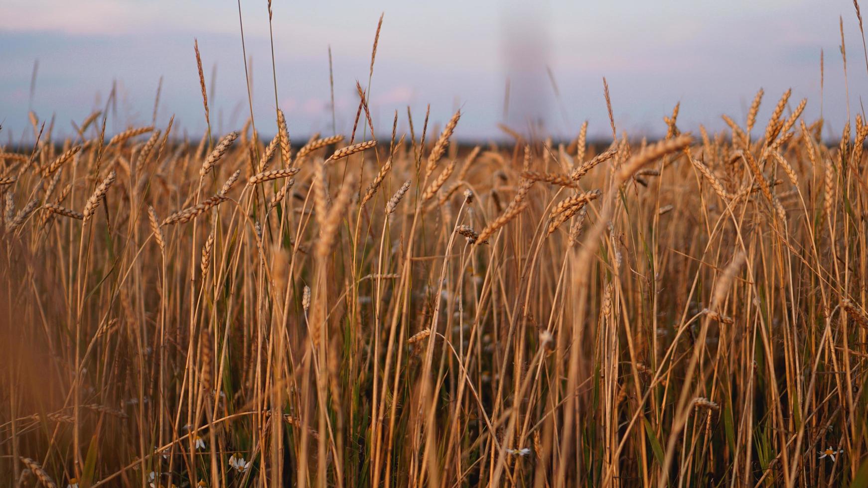 Haferfeld vor blauem Himmel. Erntezeit foto