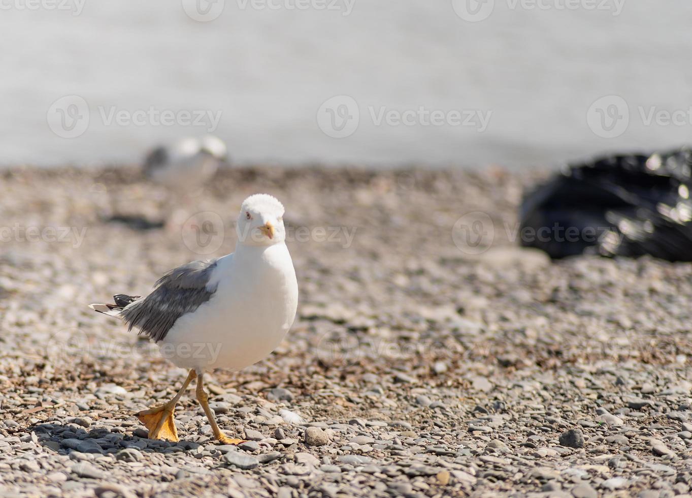 Möwe, die an der Küste spazieren geht foto