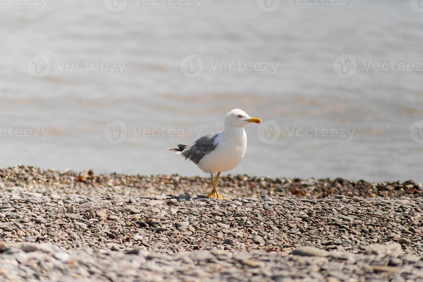 Möwe, die an der Küste spazieren geht foto