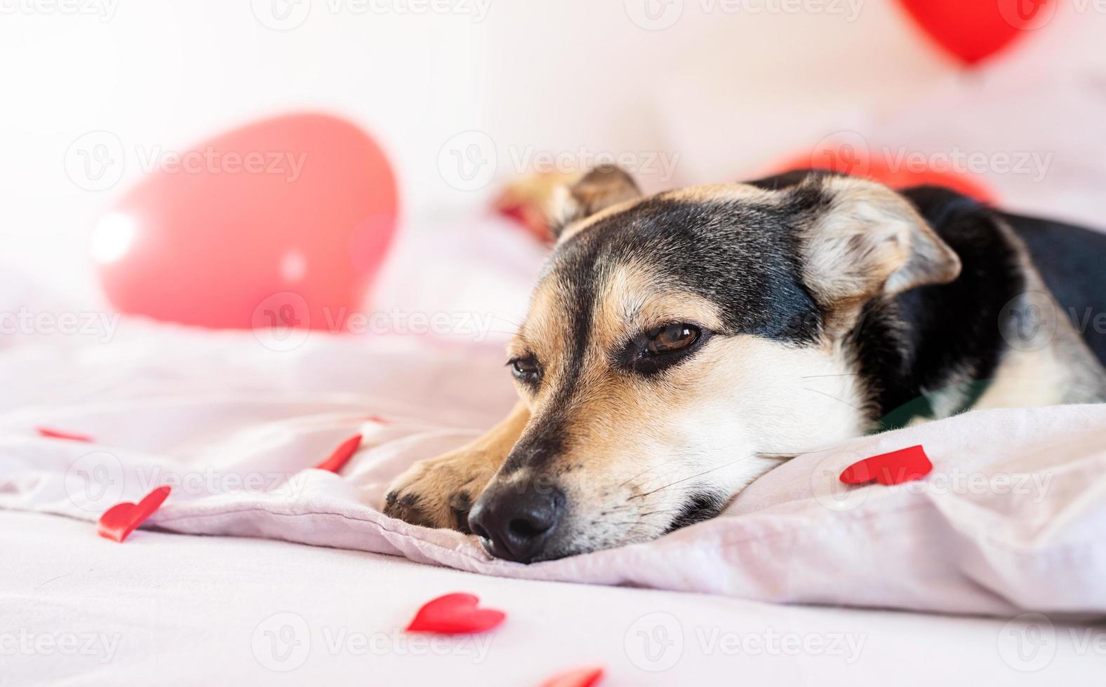 Welpe auf für Valentinstag dekoriertem Bett mit roten Ballons foto