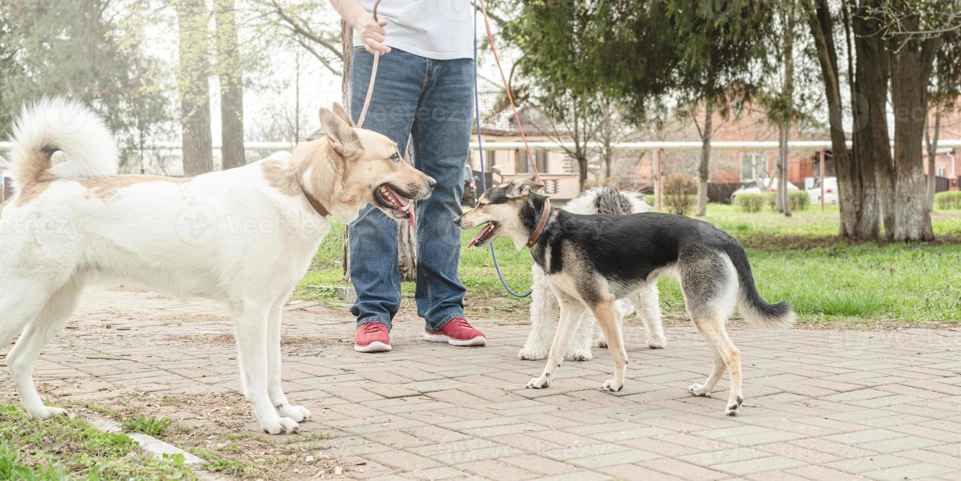 Professioneller männlicher Hundewanderer, der ein Rudel Hunde auf dem Parkweg spazieren geht foto