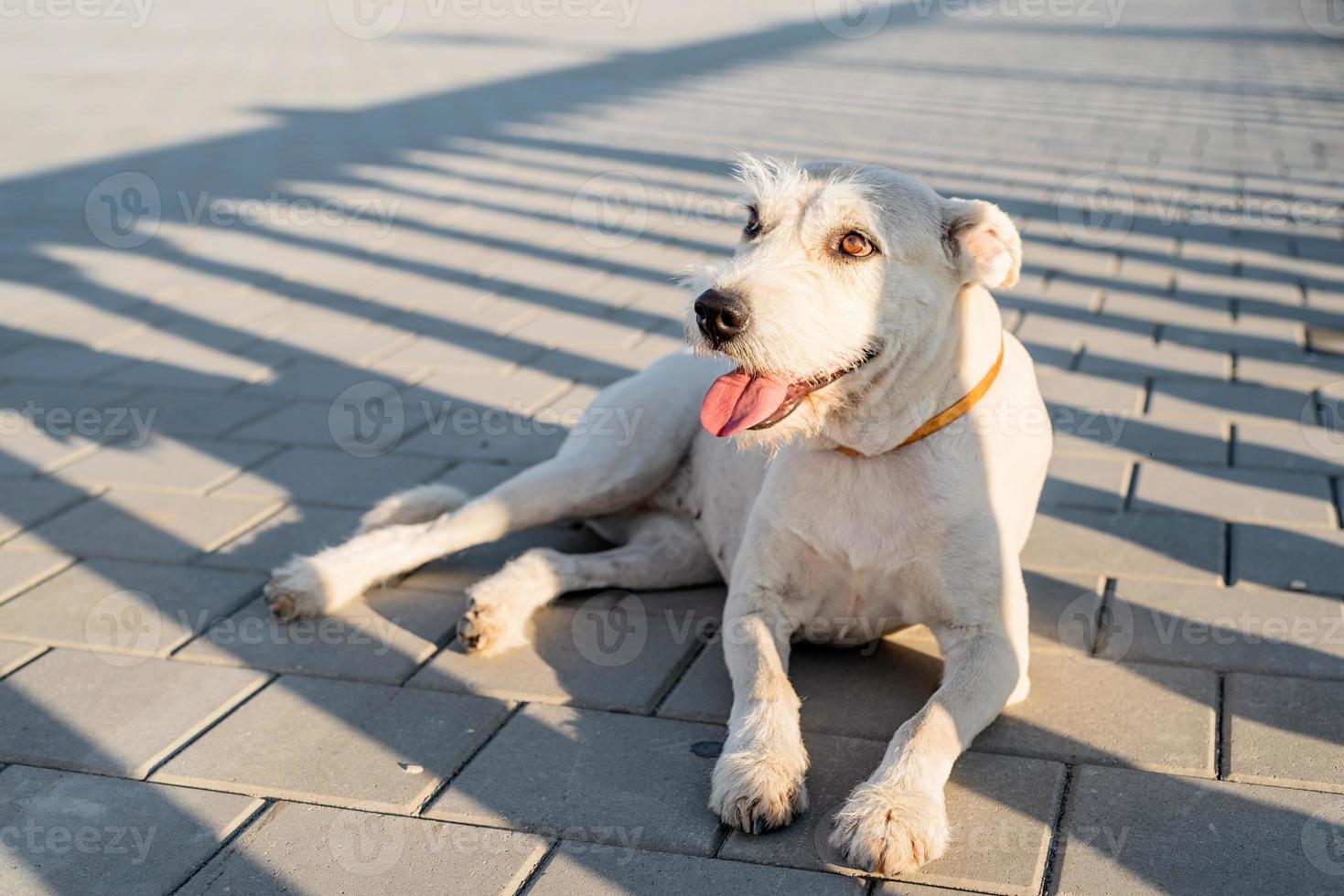 süßer Mischlingshund, der am sonnigen Tag im Park auf ihren Besitzer wartet? foto