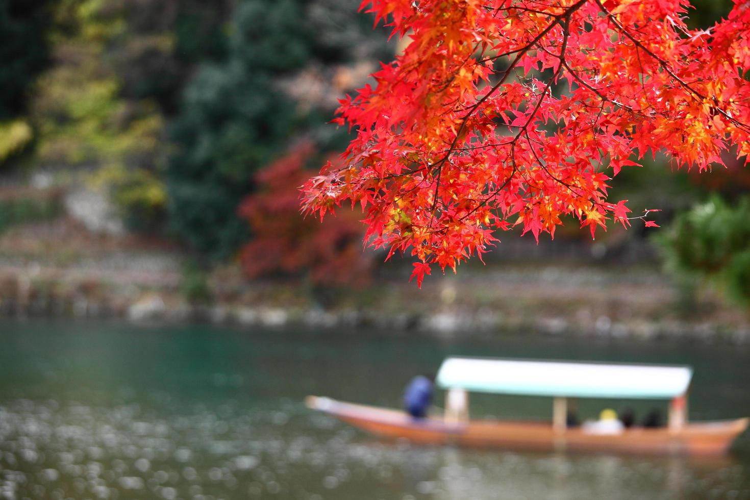 wunderschönes Herbstlaub bei Arashiyama Kyoto japan foto