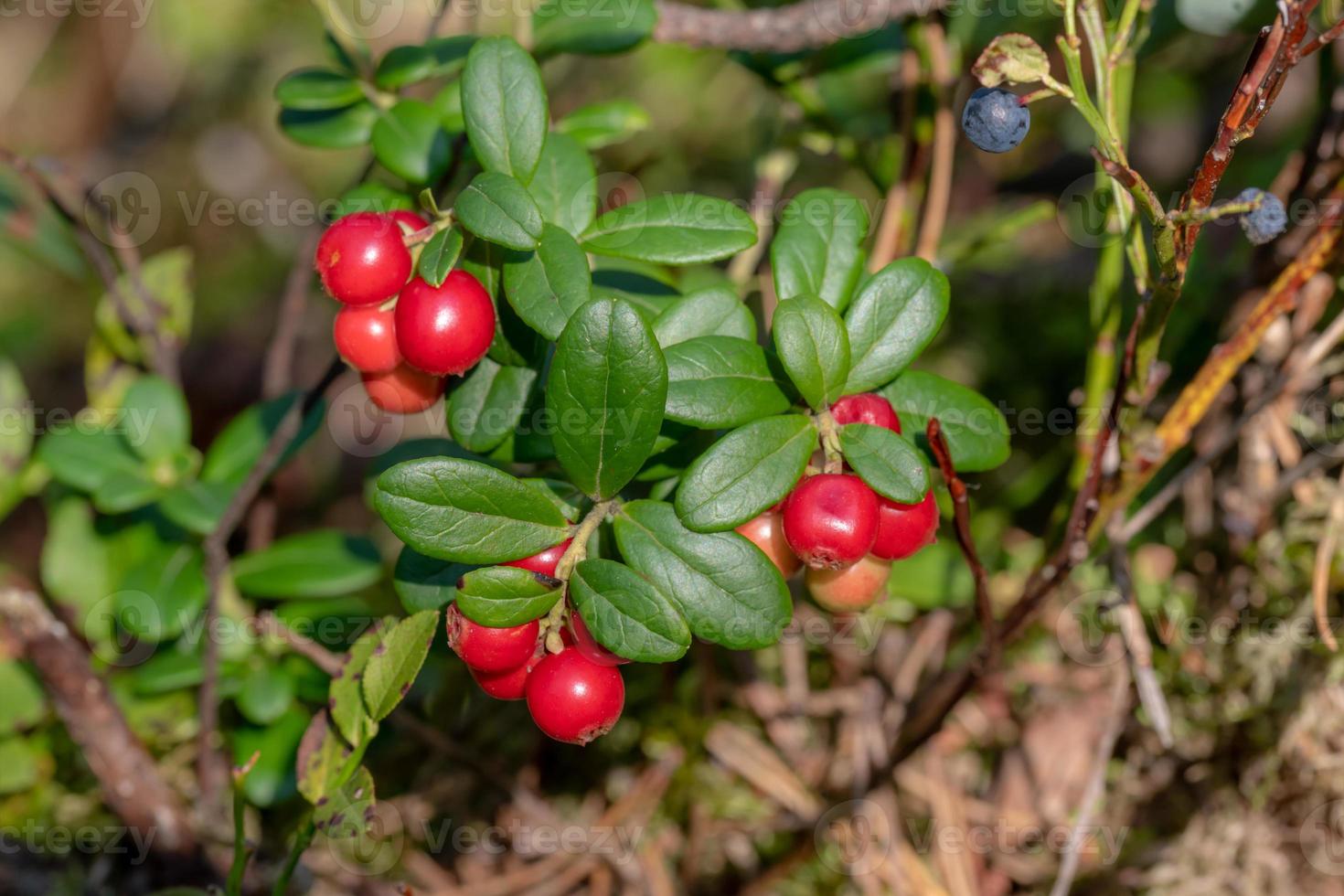 Detailaufnahme von reifen roten Preiselbeeren am Busch foto