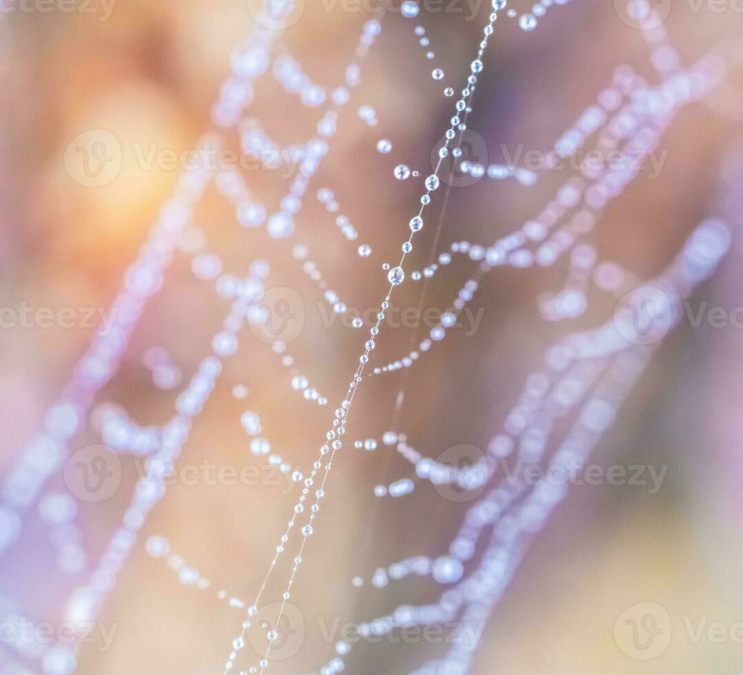 Wasser Tropfen im ein Spinne Netz foto