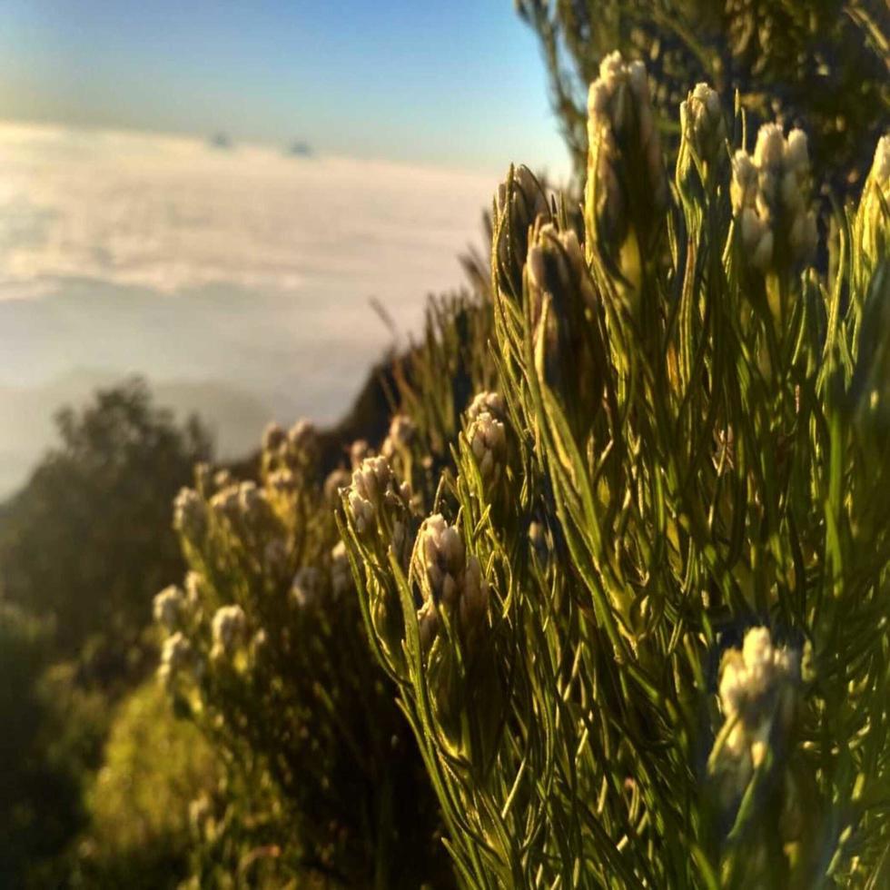 grüne Vegetation und Himmel foto