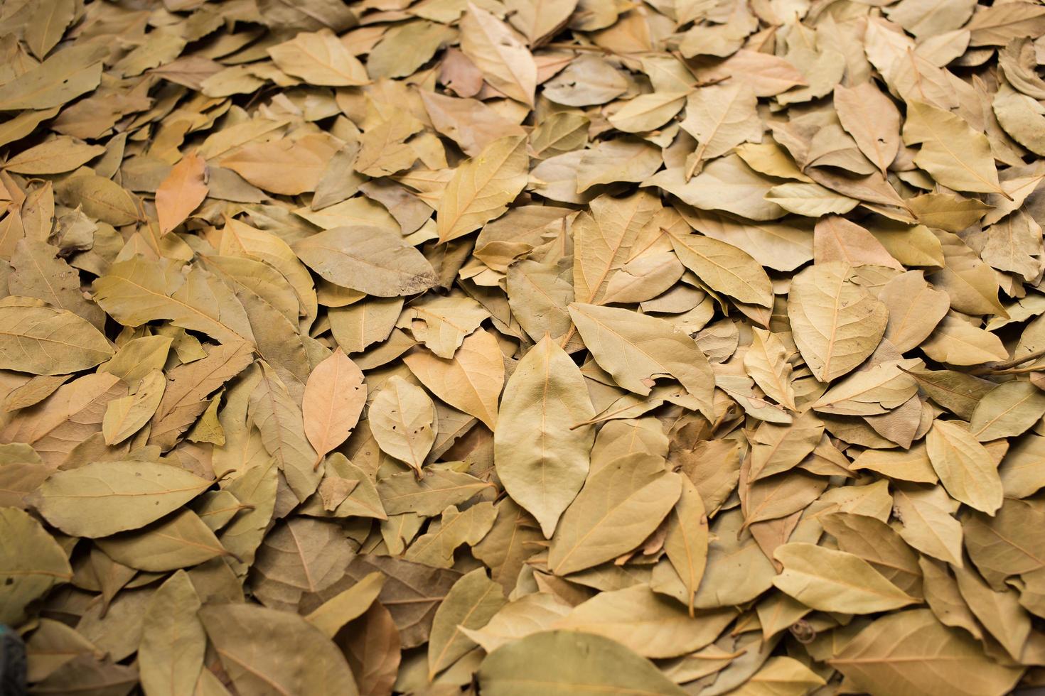 trockene Blätter auf dem Boden foto