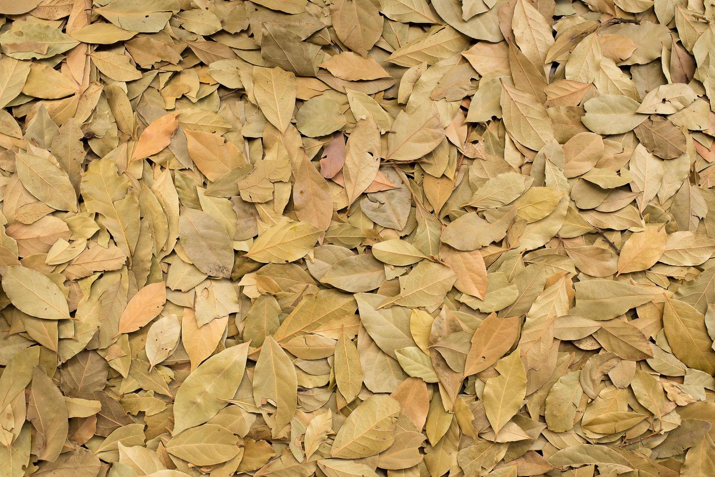 trockene Blätter auf dem Boden foto