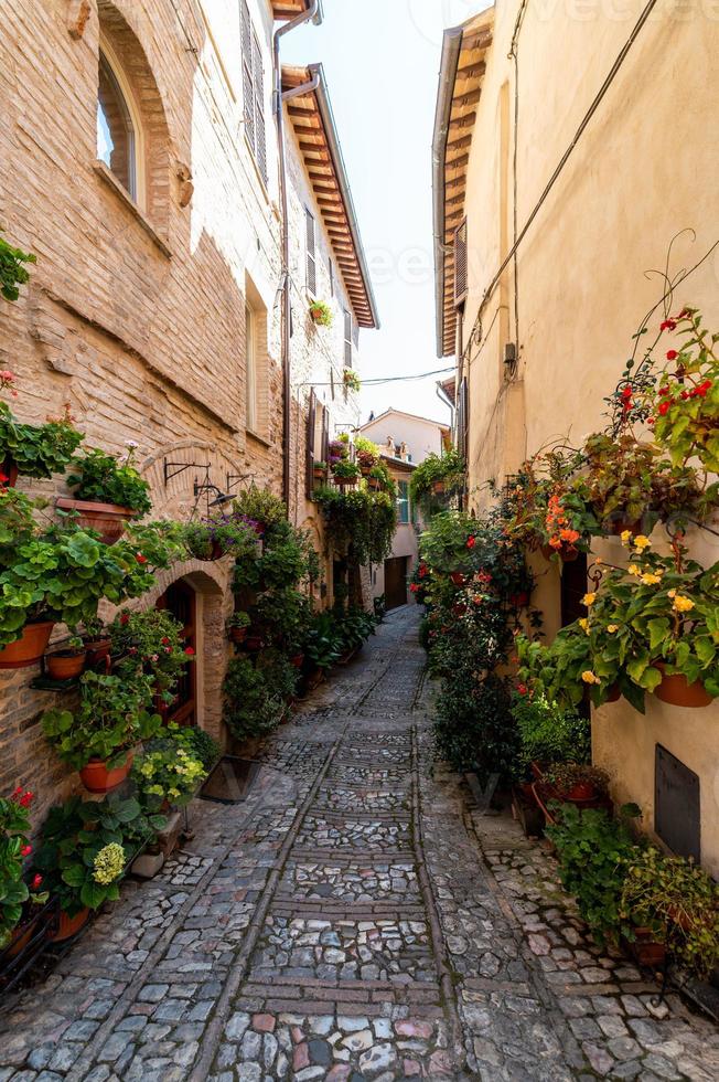 Gasse mit Blumen foto