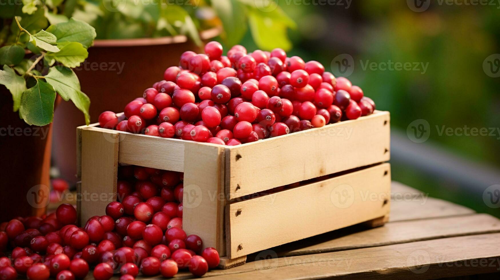frisch gepflückt Cranberry Obst von Garten platziert im das Boxen. generativ ai foto