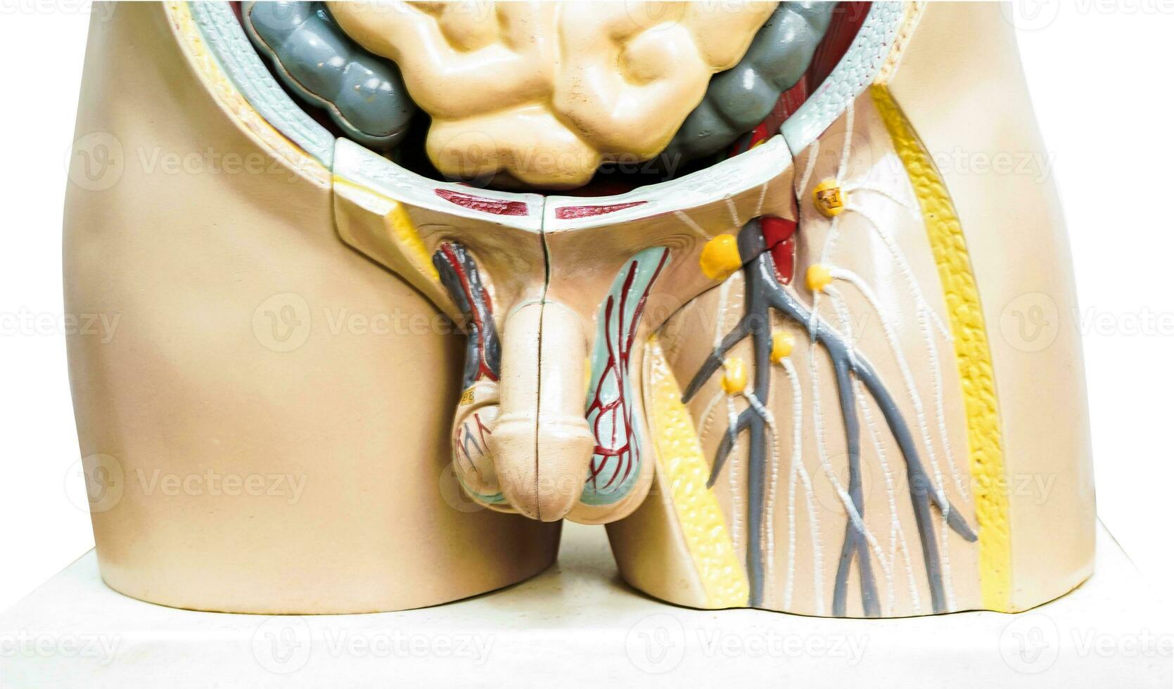 Penis im männlich Mensch Anatomie Modell- zum Studie Bildung medizinisch Kurs isoliert auf Weiß Hintergrund mit Ausschnitt Weg. foto