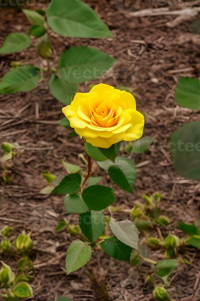 ein Gelb Rose. ai generiert foto