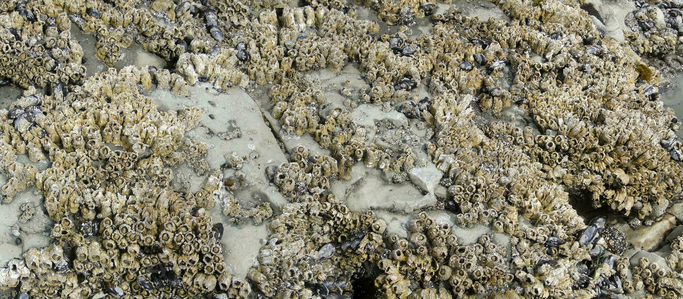 Seepocken und Muscheln auf Strand Felsen beim niedrig Tide foto