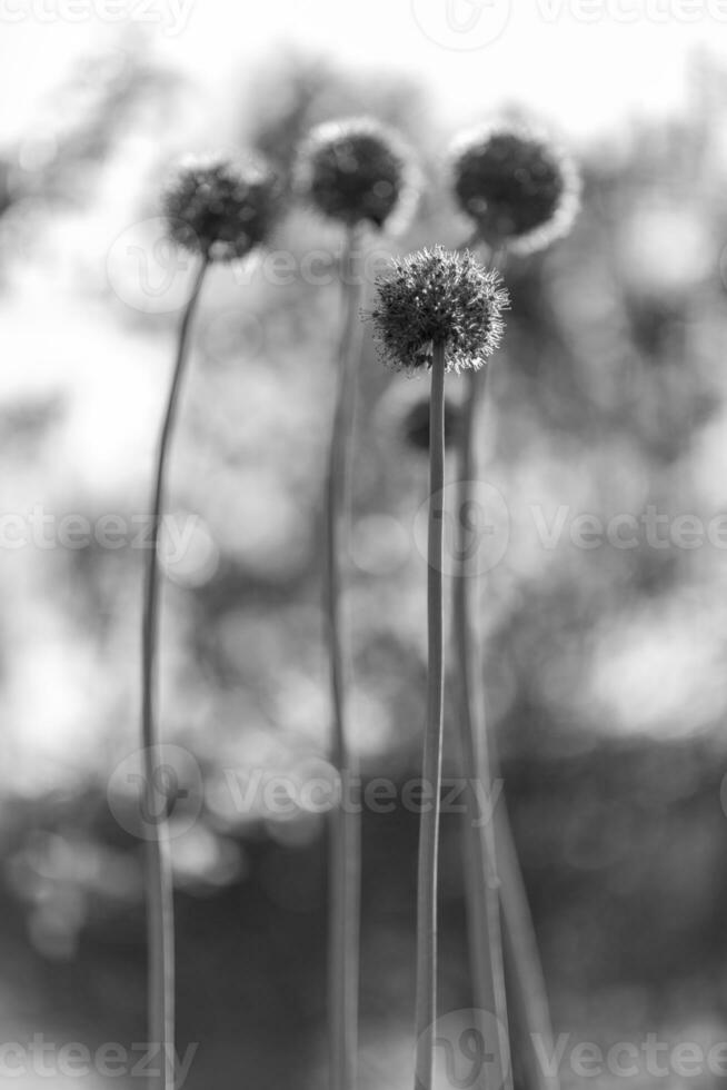 Wilde einheimische Schönheitsblume Allium Echinopsdistel mit Nektar, der auf dem Feld blüht foto