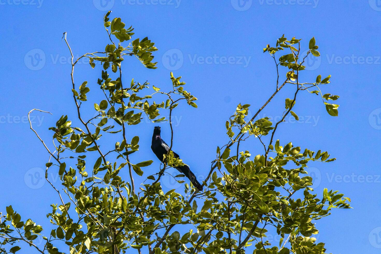 Großschwanz grackle Vogel sitzt auf Pflanze Baum Natur Mexiko. foto